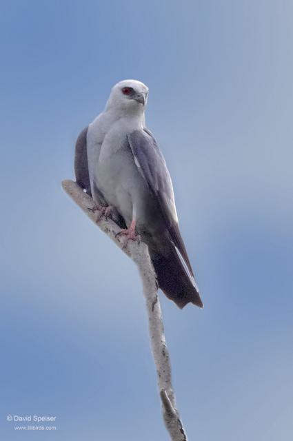 Mississippi Kite