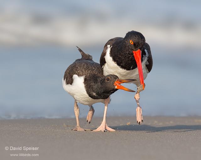 American Oystercatcher