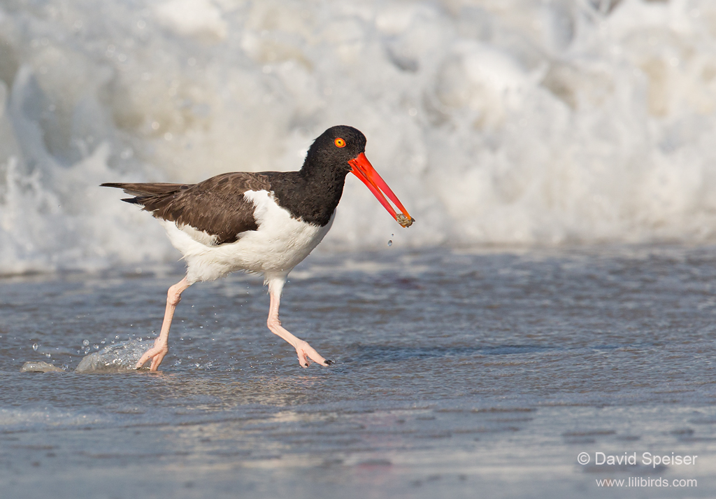 American Oystercatcher