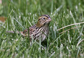 Henslow's Sparrow