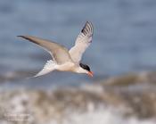 Common Tern