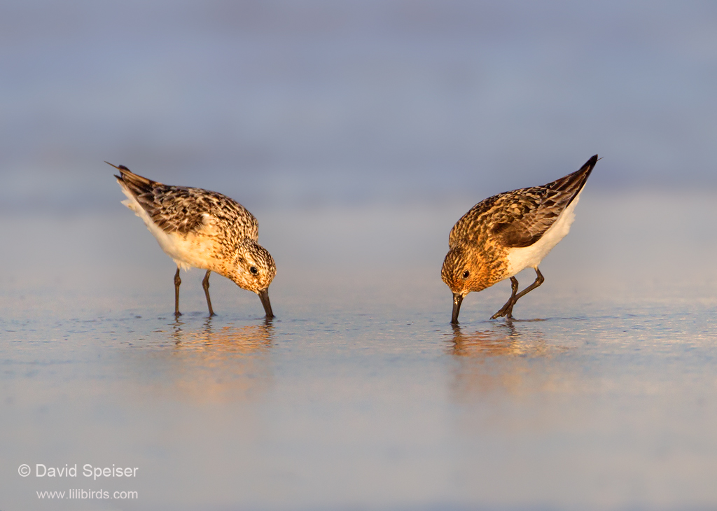 Sanderlings