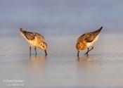 Sanderlings