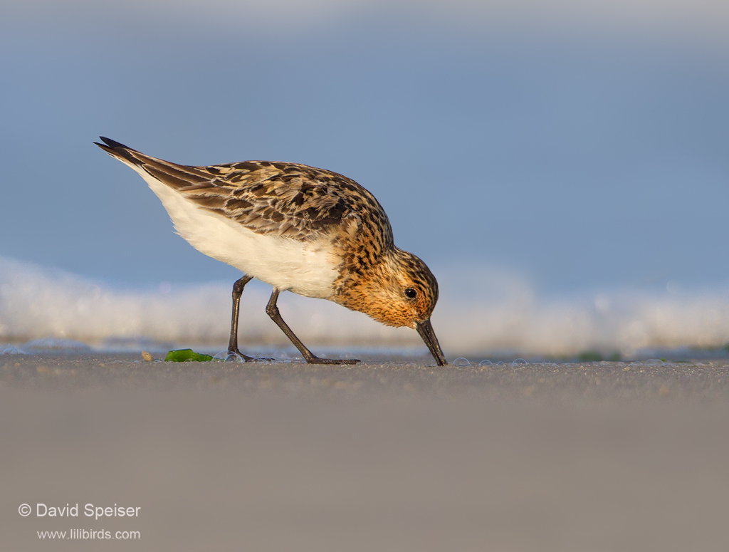 Sanderling