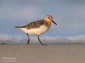 Sanderling