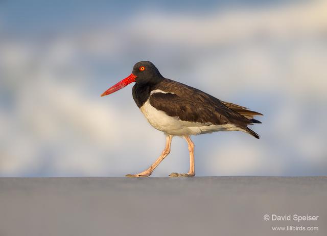 American Oystercatcher