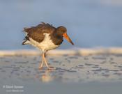 American Oystercatcher (juvenile)