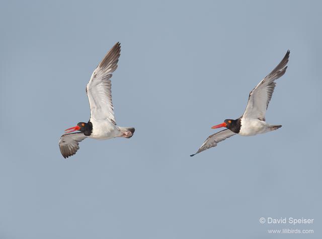 American Oystercatchers