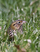 Henslow's Sparrow