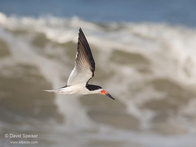 Black Skimmer