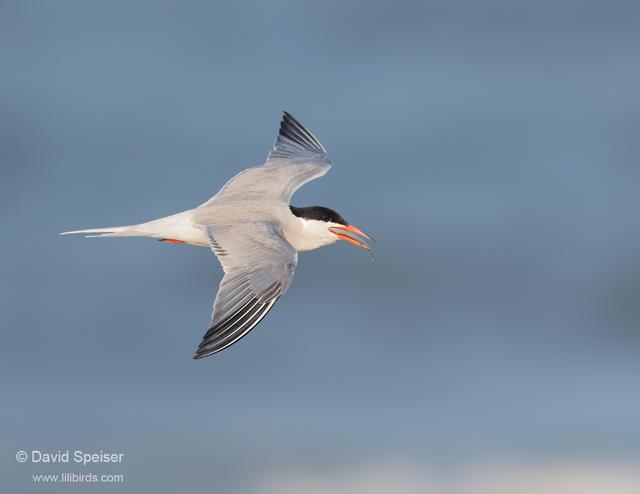 Common Tern