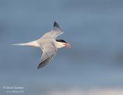 Common Tern