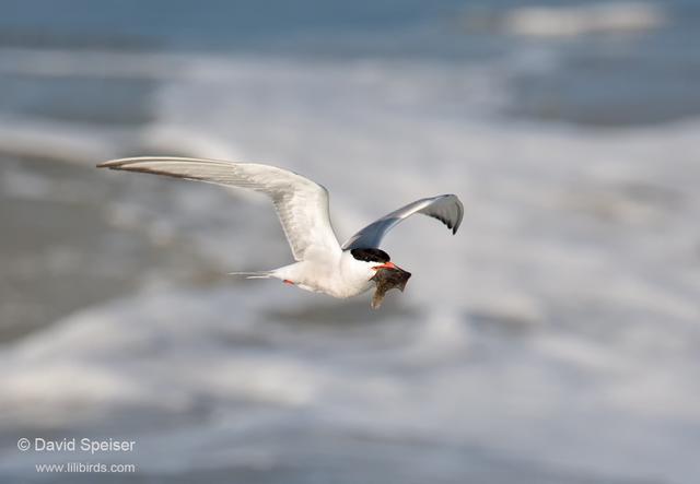 Common Tern