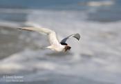 Common Tern