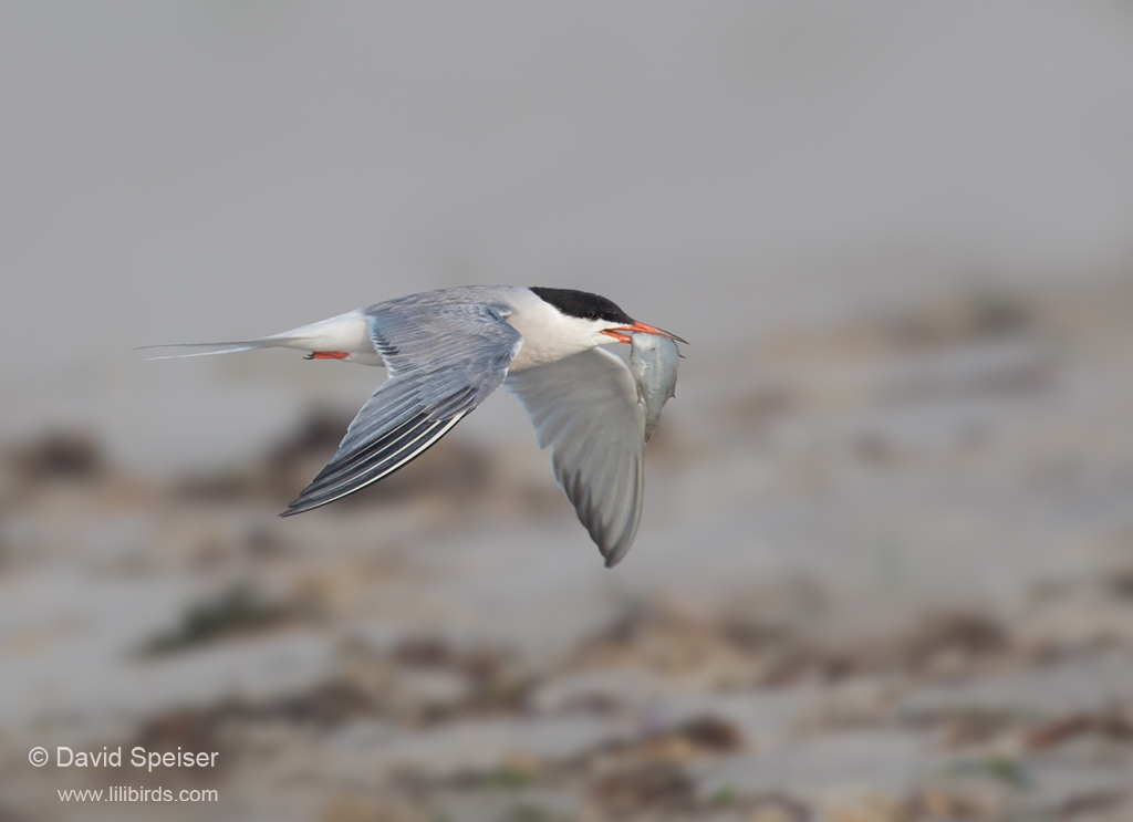 Common Tern