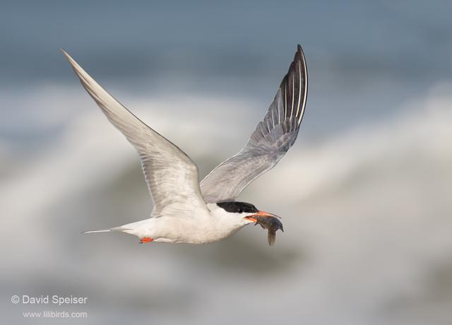 Common Tern