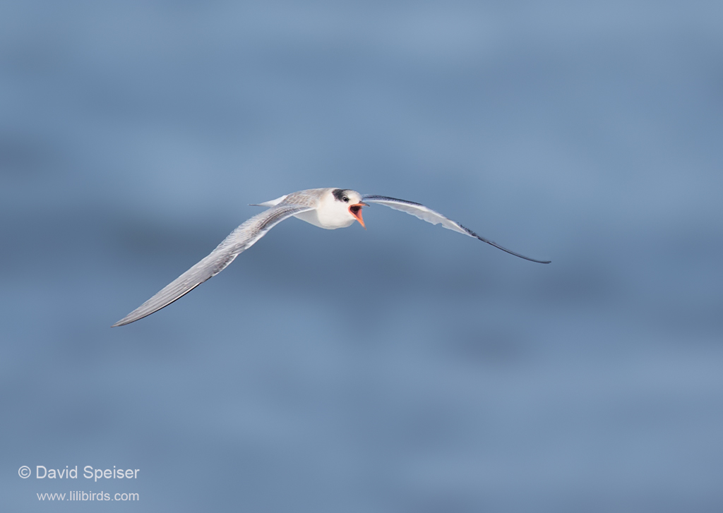 Common Tern (juvenile)