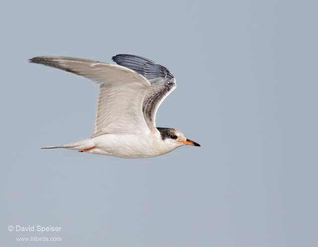 Common Tern