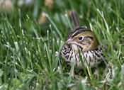 Henslow's Sparrow