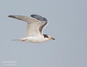 Common Tern