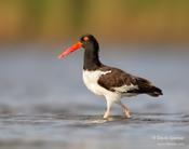 American Oystercatcher