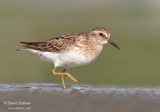 Least Sandpiper