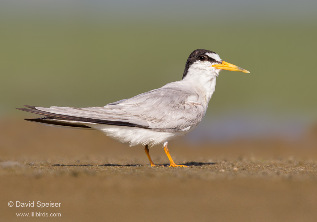 Least Tern