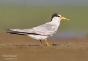 Least Tern