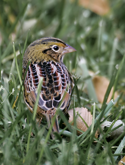 Henslow's Sparrow