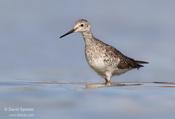 Lesser Yellowlegs