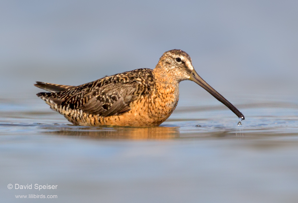 Long-billed Dowitcher