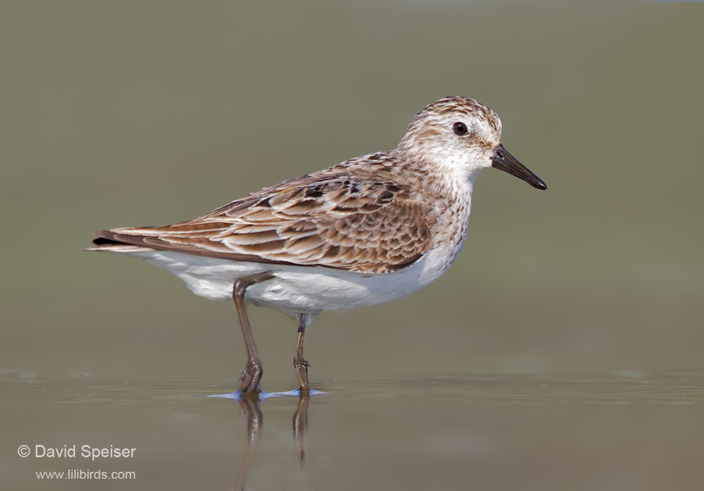 Semipalmated Sandpiper