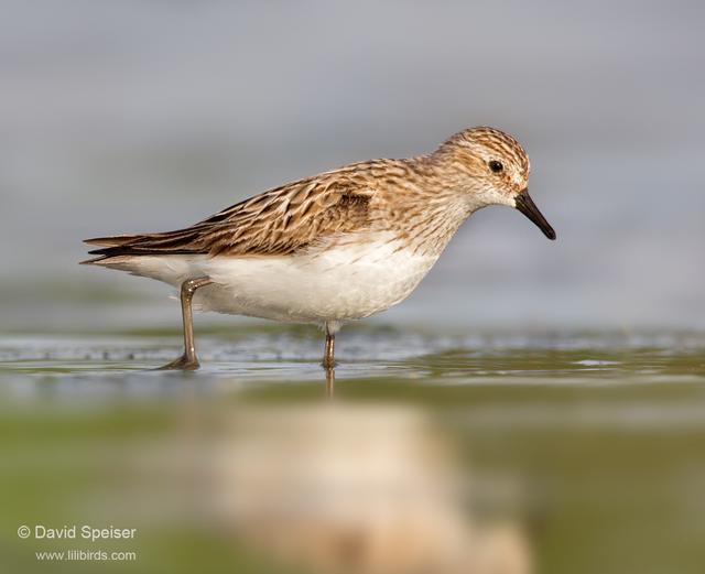 Semipalmated Sandpiper