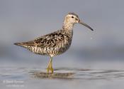 Stilt Sandpiper