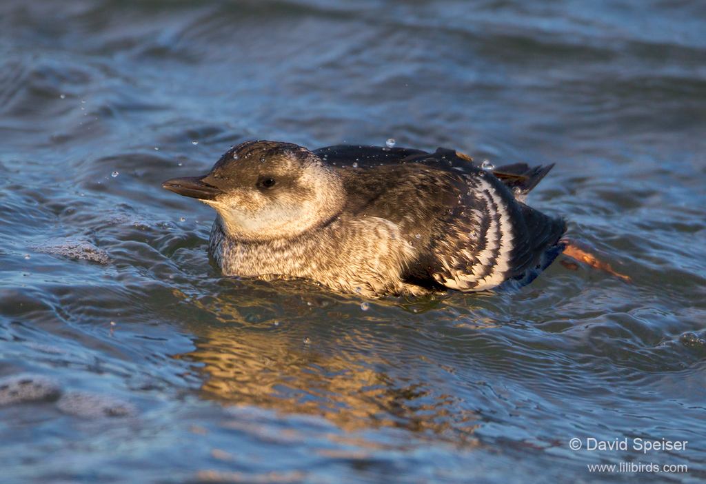 Black Guillemot