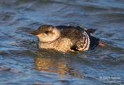 Black Guillemot