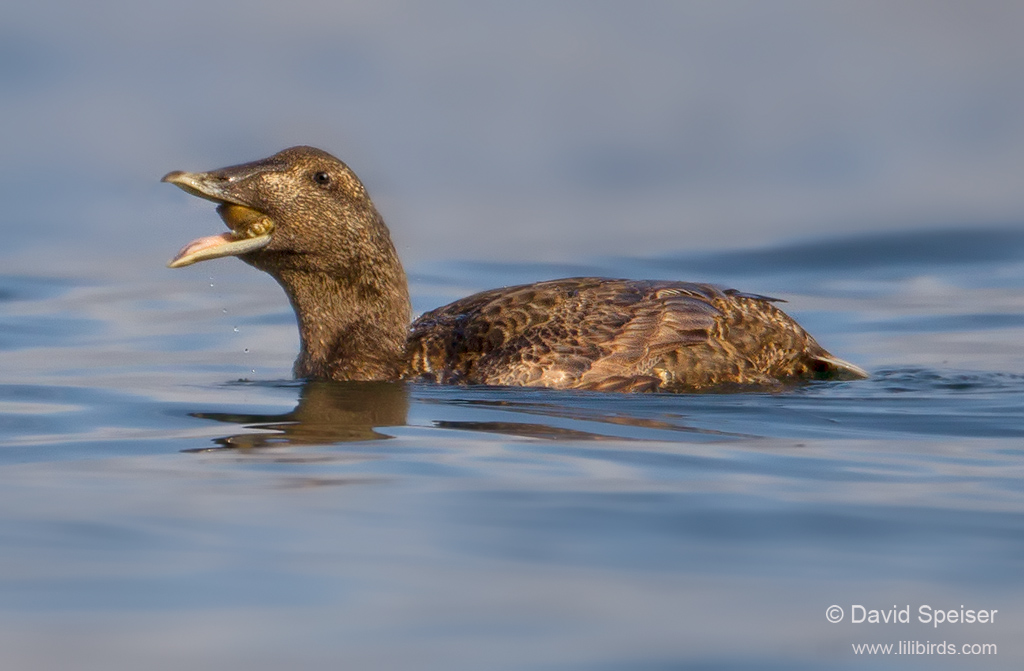 Common Eider