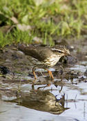 Louisiana Waterthrush