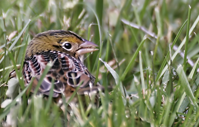 Henslow's Sparrow