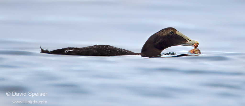 Common Eider