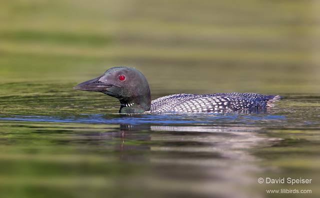 Common Loon