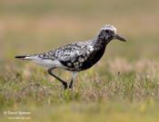 Black-bellied Plover