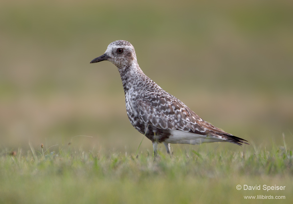 Black-bellied Plover