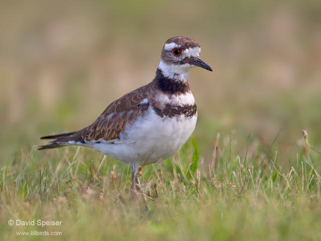 Killdeer