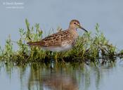 Pectoral Sandpiper