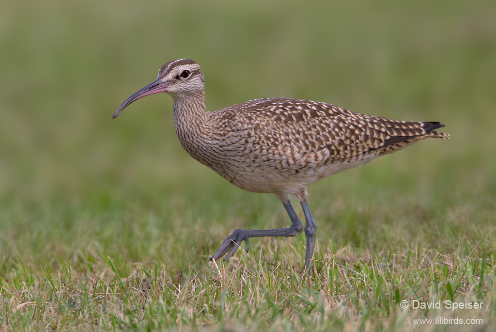 Whimbrel