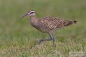 Whimbrel