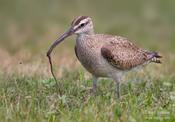 Whimbrel