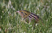 Henslow's Sparrow