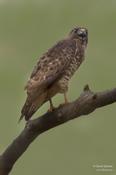 Broad-winged Hawk